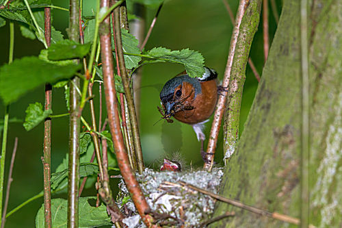 Buchfink - Männchen am Nest