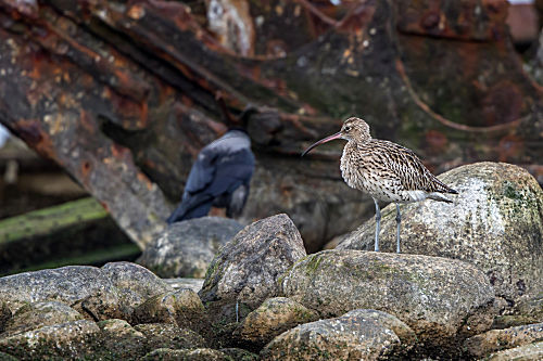 Großer Brachvogel und Nebelkrähe an Schiffswrack