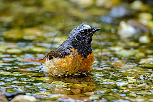 Gartenrotschwanz - Männchen badet
