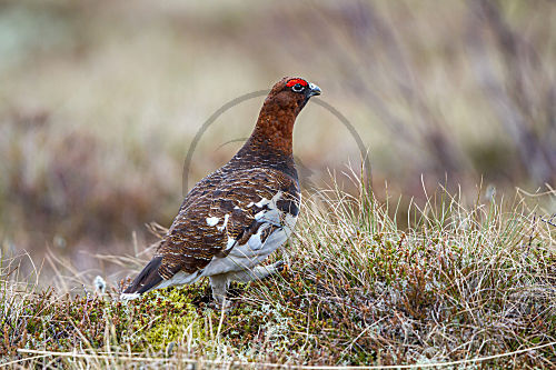 Moorschneehuhn - Männchen