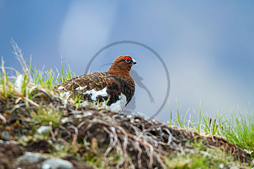 Moorschneehuhn - Männchen