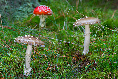 Pantherpilz und Fliegenpilz
