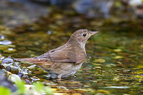 Sprosser - badet