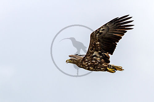 Seeadler