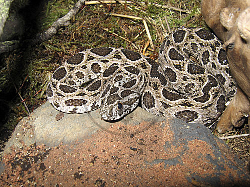 Kettenviper