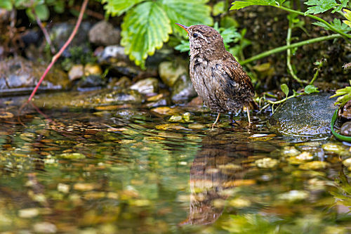 Zaunkönig an der Badestelle
