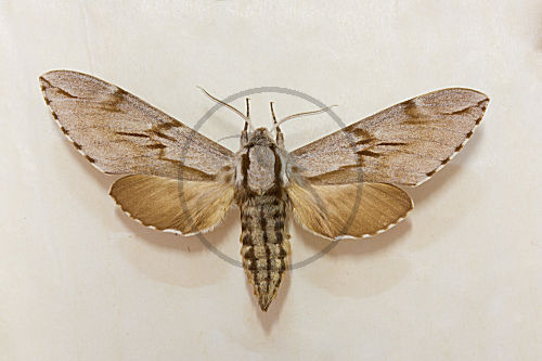 Tannenschwärmer