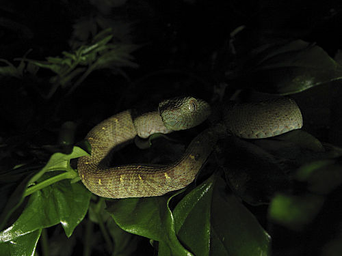 Grüne Buschviper