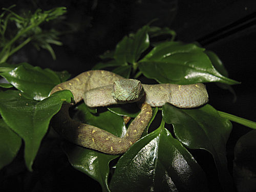 Grüne Buschviper