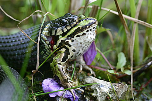 Ringelnatter frißt Teichfrosch - Serie