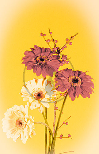 BLUMENGRUSS. SOFT FLOWERS