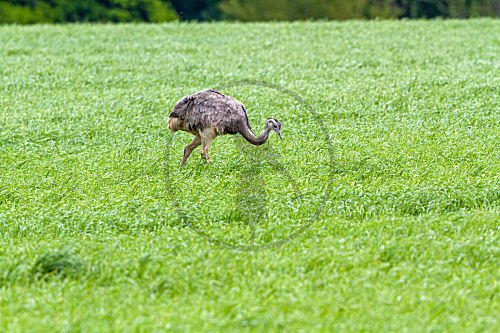 Nandu im Getreidefeld