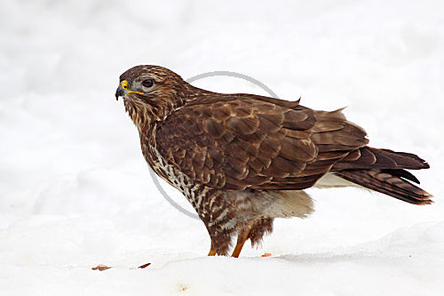 Mäusebussard