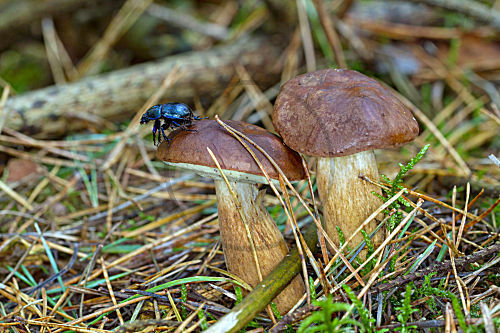 Maronenröhrling mit Mistkäfer