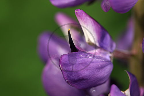 Vielblättrige Lupine