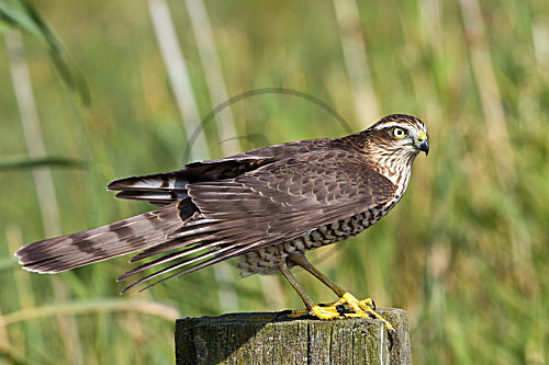 Sperber - Weibchen