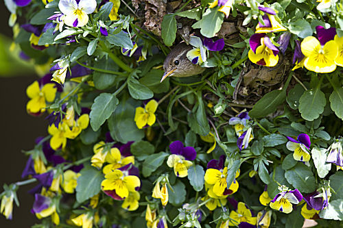 Zaunkönig - schaut aus dem Nest in einer Blumenampel