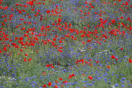 Klatschmohn, Echte Kamille und Kornblumen