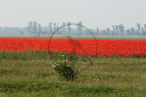 Klatschmohn