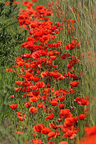 Klatschmohn am Feldrand