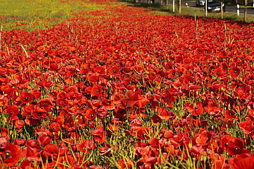 Klatschmohn im Rapsfeld