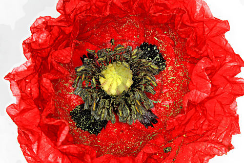 Klatschmohn