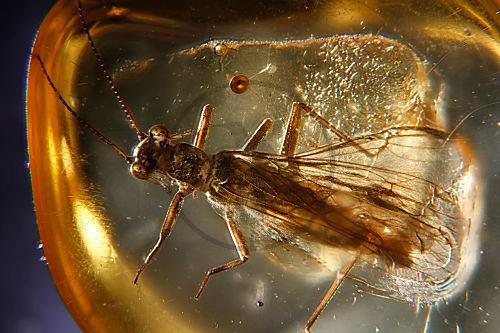 Bernsteinincluse