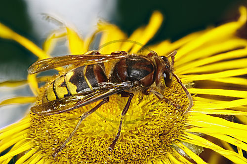 Hornisse - auf einer Telekienblüte