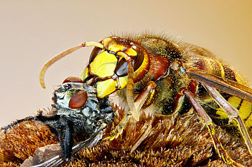 Hornisse - mit erbeuteter Fliege