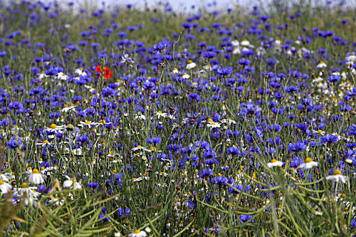 Kornblumen und Kamille im Rapsfeld