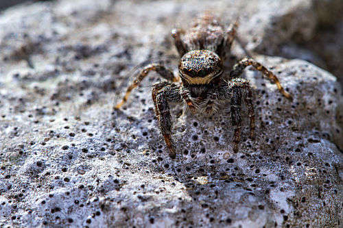 Rindenspringspinne