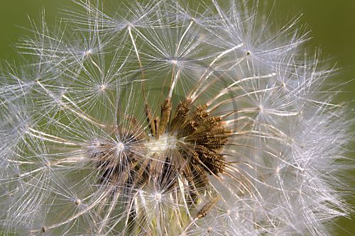 Löwenzahn - Pusteblume