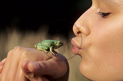 Europäischer Laubfrosch - wird zum Prinzen geküßt