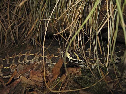 Sumpfviper