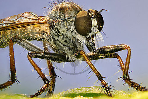 Raubfliege
