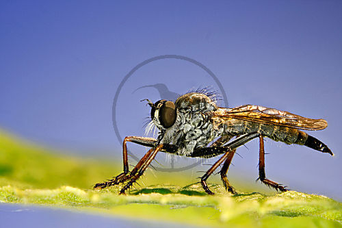 Raubfliege