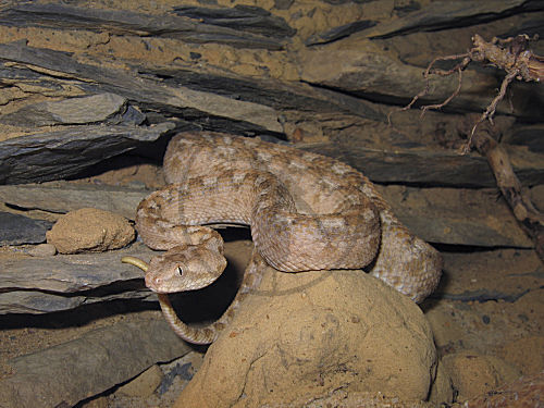 Arabische Sandrasselotter