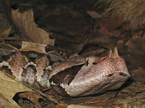 Westliche Gabunviper