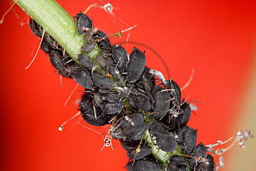 Schwarze Bohnenlaus