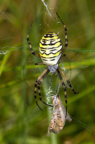 Zebraspinne - mit gefangenem Grashüpfer