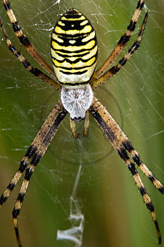 Zebraspinne