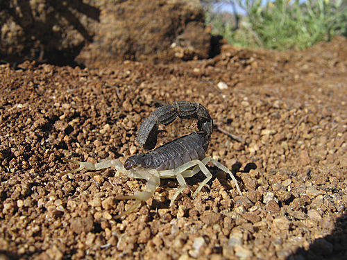 Dickschwanzskorpion