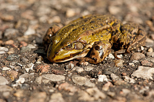Frosch