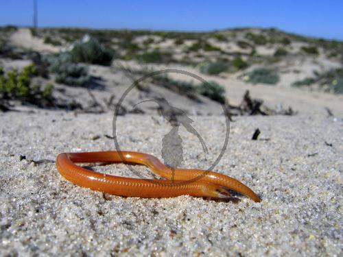 Namaqua Beinloser Skink
