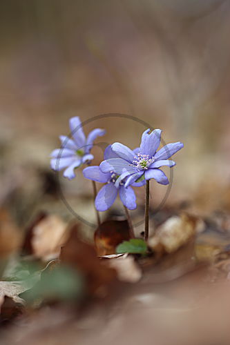 Leberblümchen