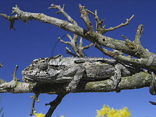 Namaqua Zwergchamäleon
