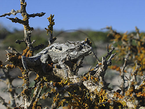 Namaqua Zwergchamäleon