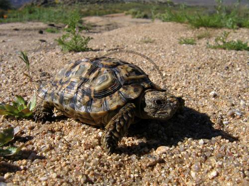 Gesägte Flachschildkröte