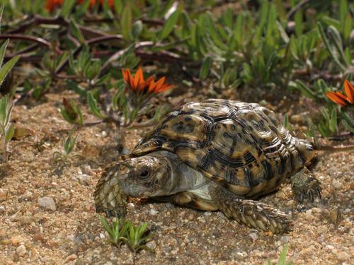 Gesägte Flachschildkröte