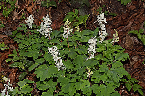 Lerchensporn